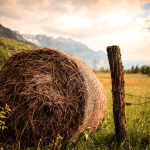 Resilient Food Systems: Adapting to Climate Change