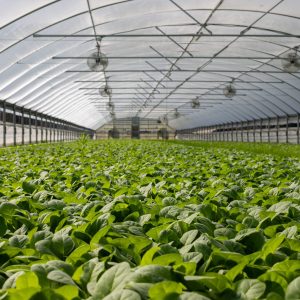 Harnessing the Power of Technology in Agriculture